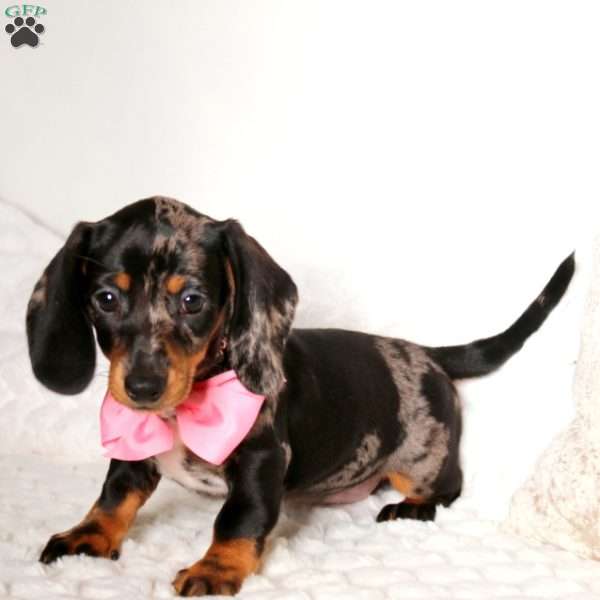 Emily, Dachshund Puppy