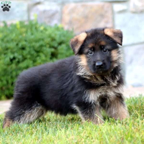 Emily, German Shepherd Puppy
