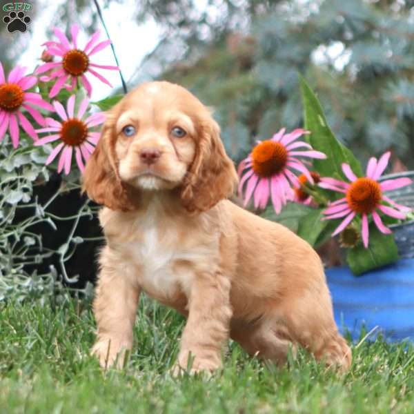 Emily, Cocker Spaniel Puppy