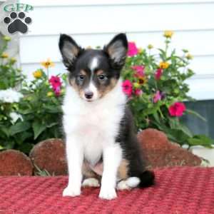 Emily, Sheltie Puppy