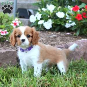 Emily, Cavalier King Charles Spaniel Puppy
