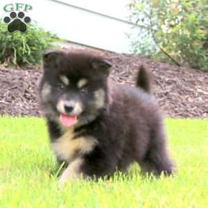 Emily, Pomsky Puppy
