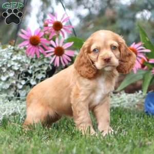 Emily, Cocker Spaniel Puppy