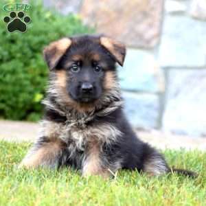 Emily, German Shepherd Puppy