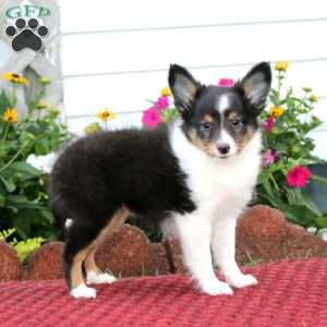 Emily, Sheltie Puppy