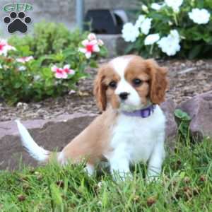 Emily, Cavalier King Charles Spaniel Puppy