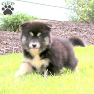 Emily, Pomsky Puppy