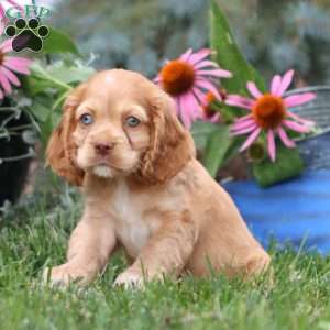 Emily, Cocker Spaniel Puppy