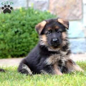 Emily, German Shepherd Puppy
