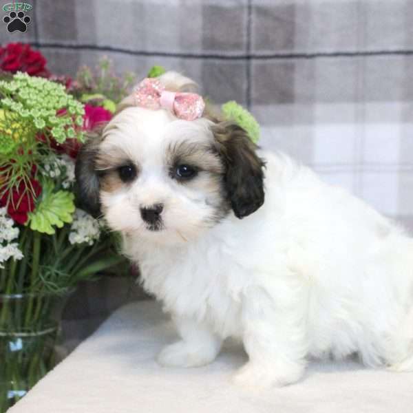 Emma, Teddy Bear Puppy