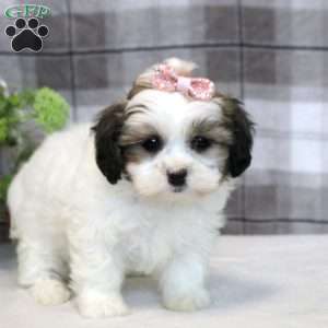 Emma, Teddy Bear Puppy