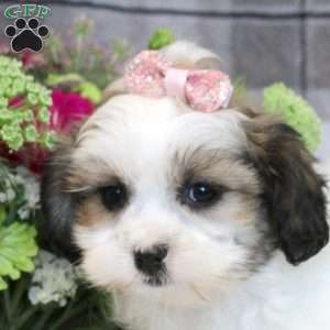 Emma, Teddy Bear Puppy