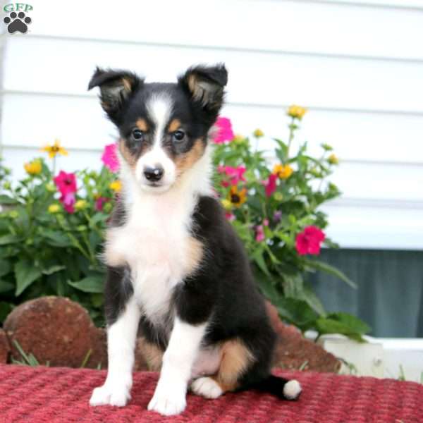 Eric, Sheltie Puppy