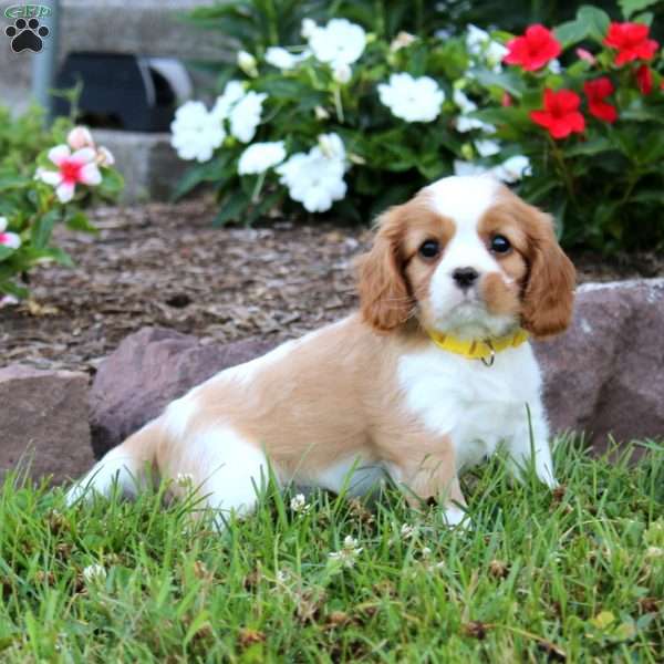 Eric, Cavalier King Charles Spaniel Puppy