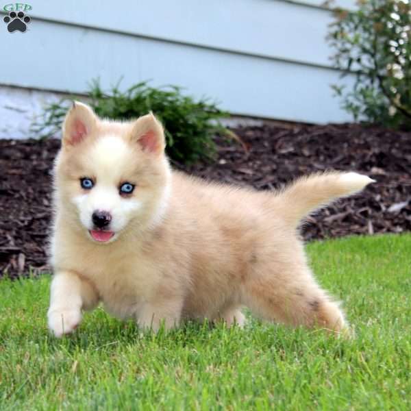 Eric, Pomsky Puppy