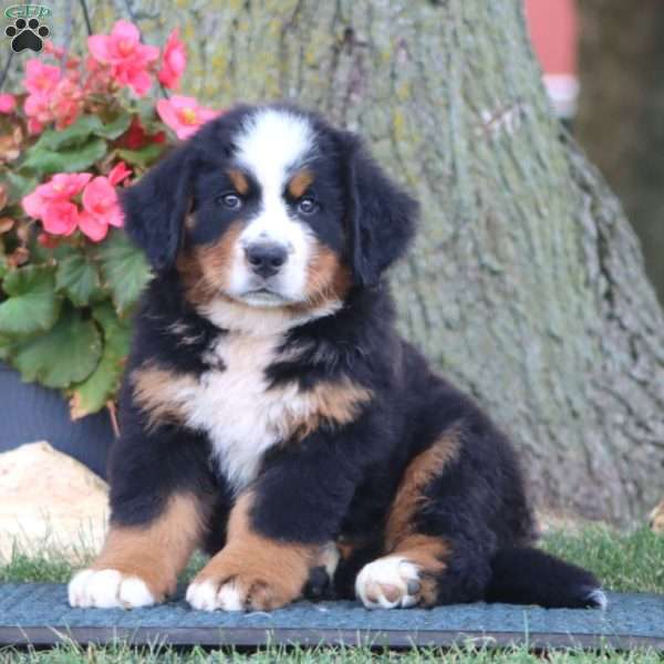 Eric, Bernese Mountain Dog Puppy