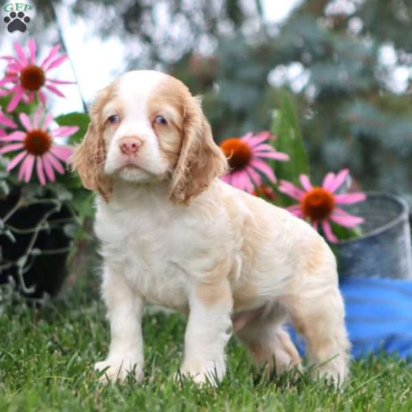 Eric, Cocker Spaniel Puppy