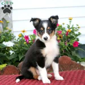 Eric, Sheltie Puppy