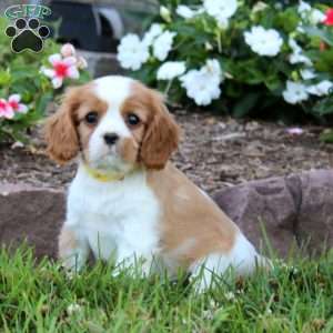 Eric, Cavalier King Charles Spaniel Puppy