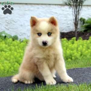 Eric, Pomsky Puppy