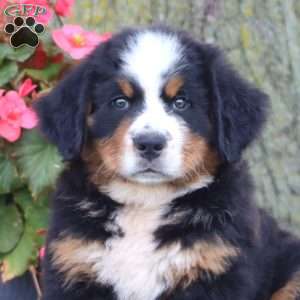 Eric, Bernese Mountain Dog Puppy