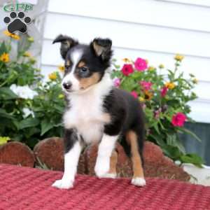 Eric, Sheltie Puppy