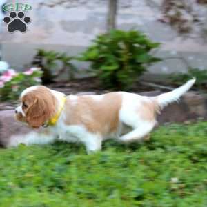 Eric, Cavalier King Charles Spaniel Puppy