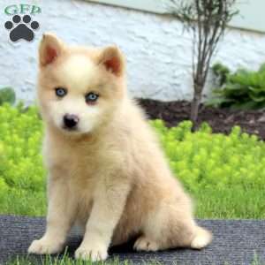 Eric, Pomsky Puppy