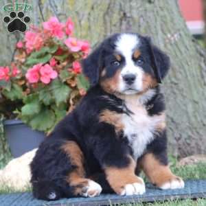 Eric, Bernese Mountain Dog Puppy