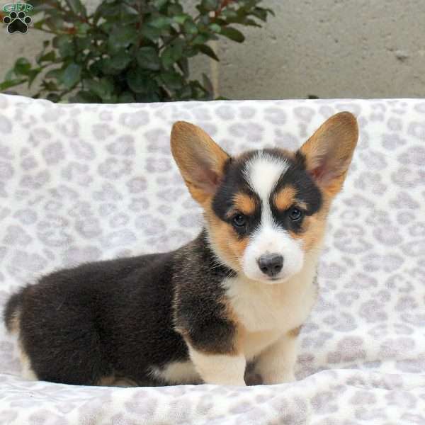 Erica, Pembroke Welsh Corgi Puppy