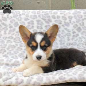Erica, Pembroke Welsh Corgi Puppy