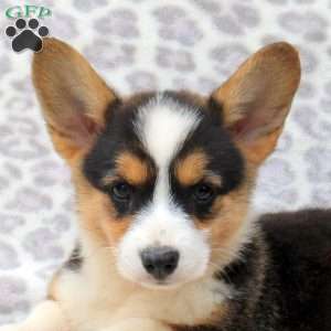 Erica, Pembroke Welsh Corgi Puppy