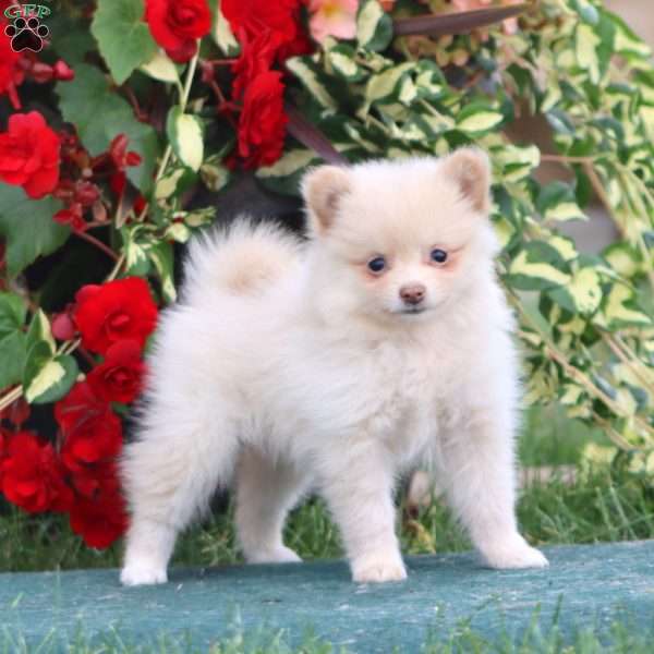 Erica, Pomeranian Puppy