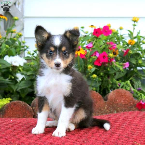 Erma, Sheltie Puppy