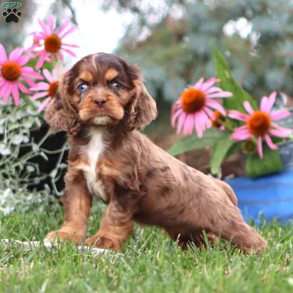 Erma, Cocker Spaniel Puppy