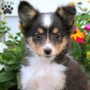 Erma, Sheltie Puppy