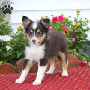 Erma, Sheltie Puppy