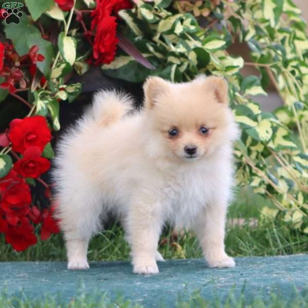 Essie, Pomeranian Puppy