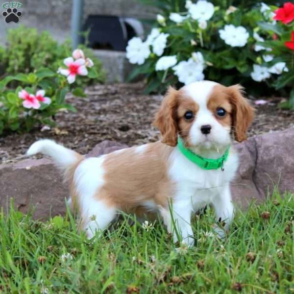 Ethan, Cavalier King Charles Spaniel Puppy
