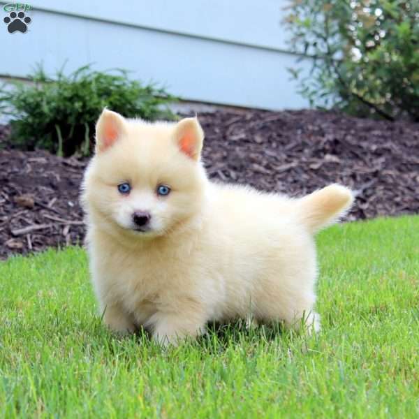 Ethan, Pomsky Puppy