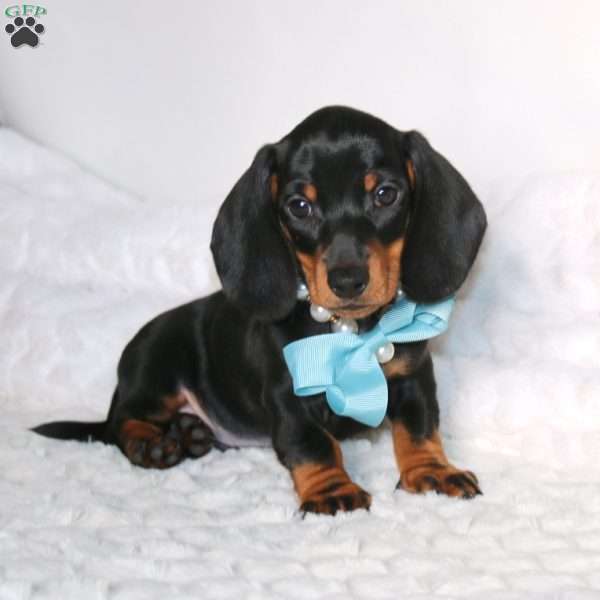 Ethan, Dachshund Puppy