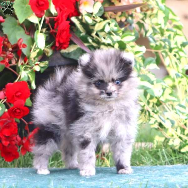 Ethan, Pomeranian Puppy