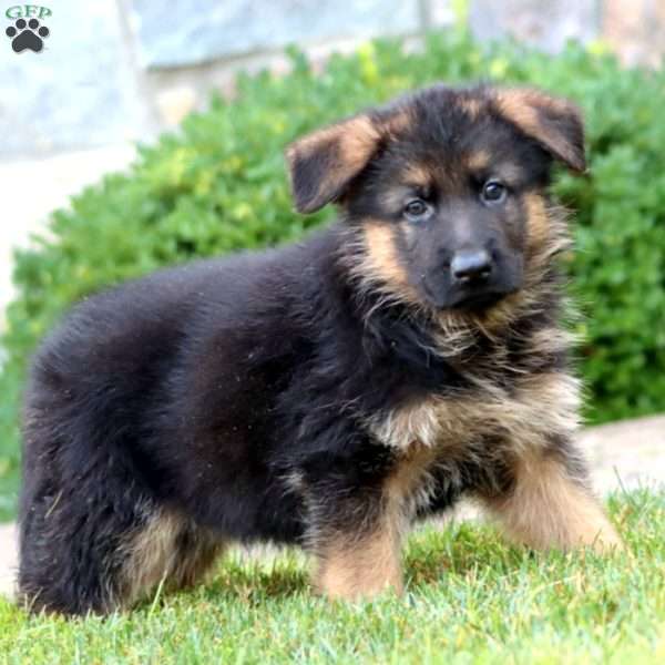 Ethan, German Shepherd Puppy