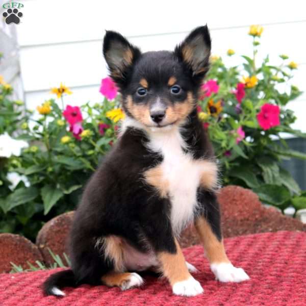 Ethan, Sheltie Puppy