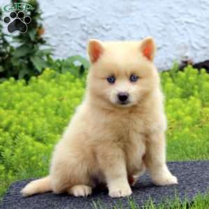 Ethan, Pomsky Puppy