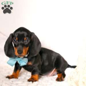 Ethan, Dachshund Puppy