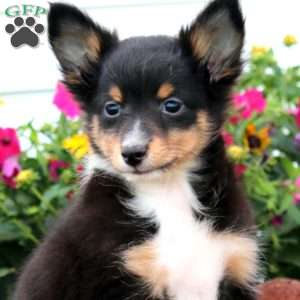 Ethan, Sheltie Puppy
