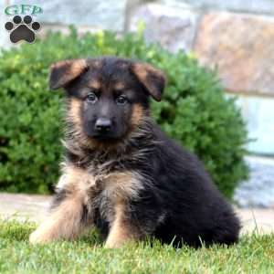 Ethan, German Shepherd Puppy