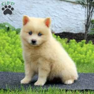 Ethan, Pomsky Puppy