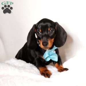 Ethan, Dachshund Puppy